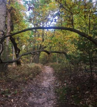Path Through Autumn Forest Under Double-Arched Branches Stock Photos