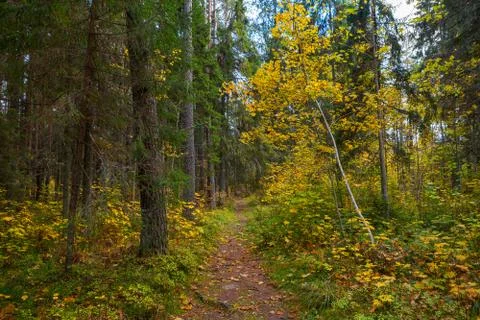 Path through the autumn park. Fall time. Foto stock