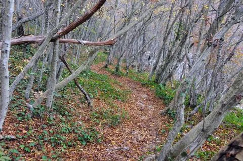 Path through the Autumn Woods Stock Photos
