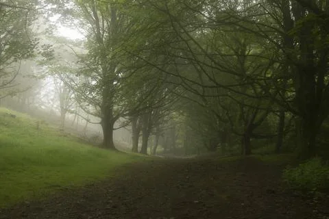 A path through an avenue of trees in a forest on a misty summers day. Stock Photos