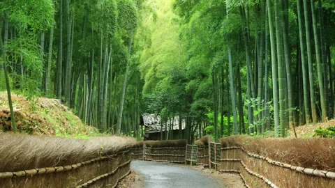 Path Through the Bamboo Grove Vídeo Stock 330599204