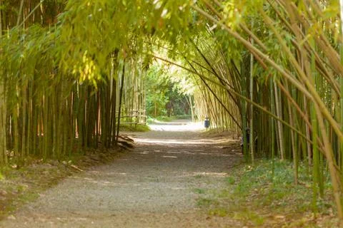 Path through bamboo grove Stock Photos