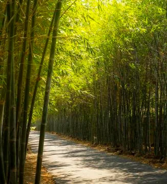 Path through from bamboo plant Stock Photos