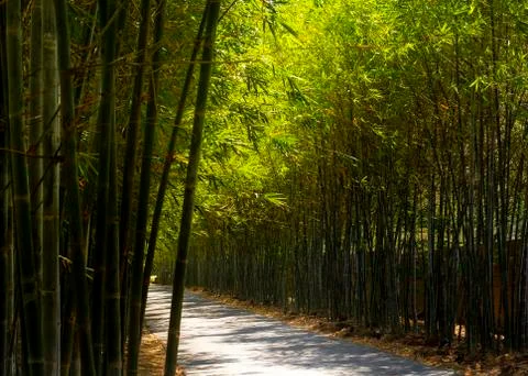 Path through from bamboo plant Foto stock