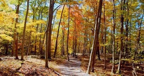 Path Through Beautiful Autumn Forest, No People Stock Footage 127470931