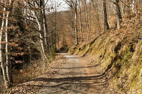 Path through beautiful deciduous forest during autumn Stock Photos