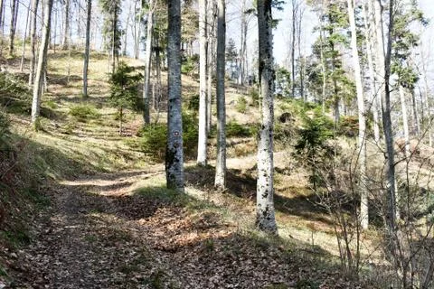 Path through beautiful deciduous forest during early spring Stock Photos