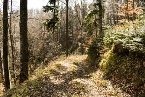 Path through beautiful deciduous forest during early spring Foto stock