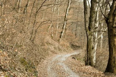 Path through beautiful yellow deciduous forest during winter Stock Photos