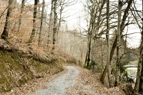 Path through beautiful yellow deciduous forest during winter Stock Photos