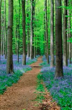 Path through beech forest with bluebells in spring, belgium (endymion non-scr Stock-Fotos