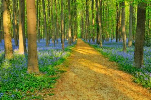 Path through Beech Forest with Bluebells in Spring, Hallerbos, Halle, Flemish Stock Photos