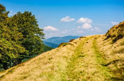 Path through beech forest on a grassy hillside Stock Photos