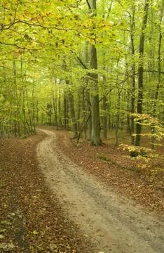 Path through beech forest Stock Photos