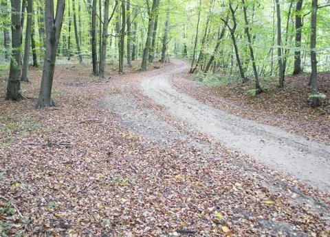 Path through beech forest Stock Photos
