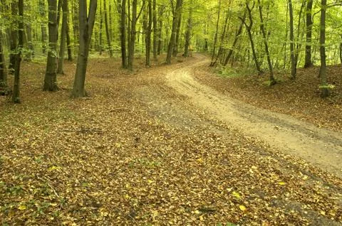 Path through beech forest Stock Photos