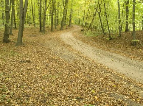 Path through beech forest Stock Photos