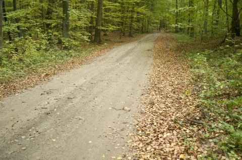Path through beech forest Foto stock