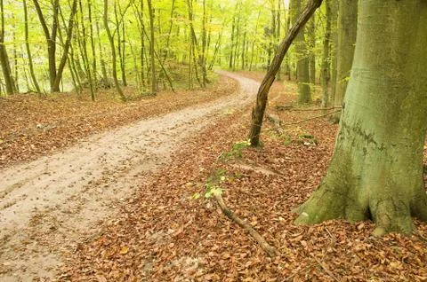 Path through beech forest Stock Photos