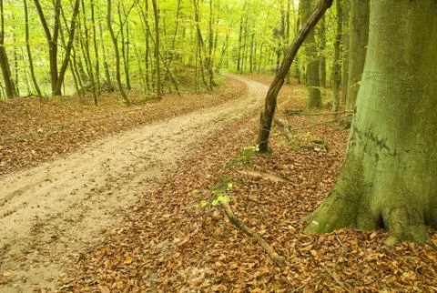 Path through beech forest Stock Photos