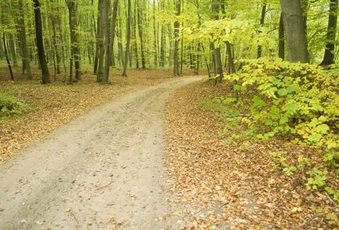 Path through beech forest Foto stock