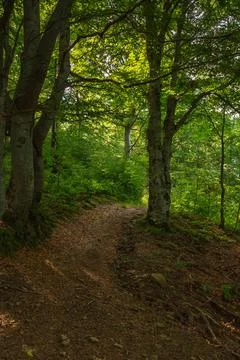Path through beech forest Stock Photos