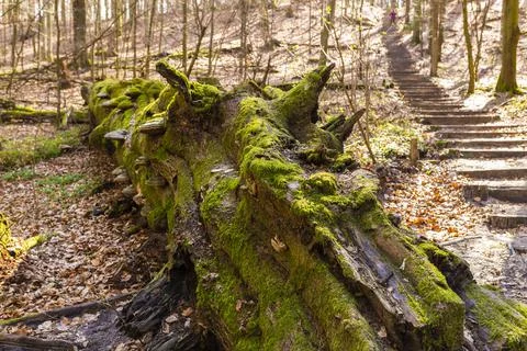 Path through Beech Mountain Reserve - in polish Bukowa Gora - in Zwierzyniec Stock Photos