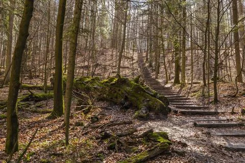 Path through Beech Mountain Reserve - in polish Bukowa Gora - in Zwierzyniec Stock Photos