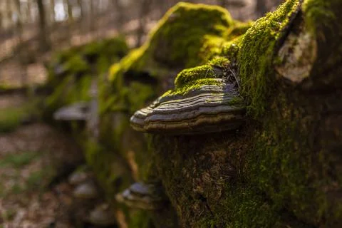 Path through Beech Mountain Reserve - in polish Bukowa Gora - in Zwierzyniec Stock Photos