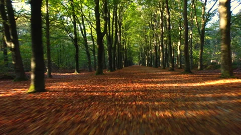 Path through a beech tree forest with brown leafs on the forest floor during Stock Footage 170132590