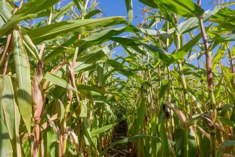 Path through a big cornfield Stock Photos