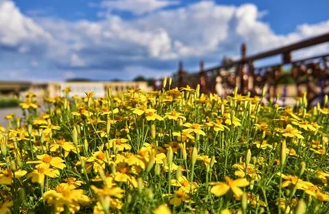 A path through blooming canola fields under a blue sky with clouds. Schwerin Foto stock