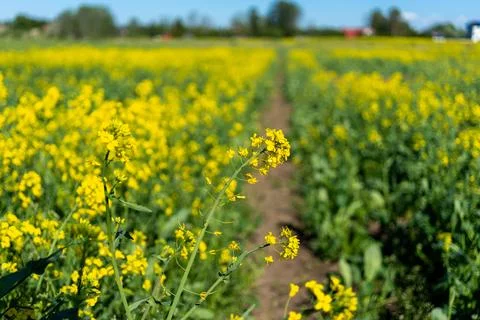 Path through blooming rapeseed field in spring Stock-Fotos