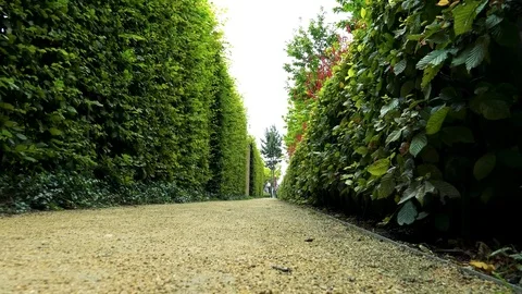 A path through a botanic garden - closeup, people, a tree and the bright sky in Stock-Footage 73960123