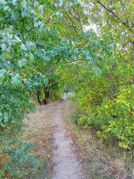 Path through the bright forest in early autmn 写真素材