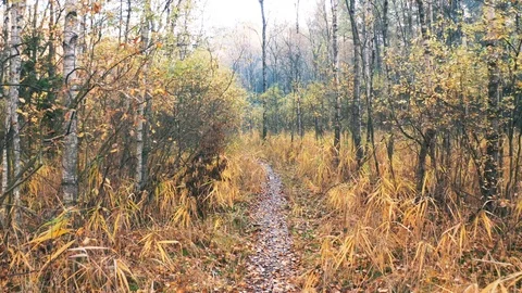 Path Through Bush and Swamp Land, Smooth Motion Stock Footage 98421338
