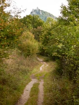 Path through the bushes Stock Photos
