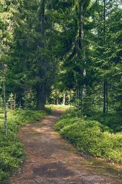 Path through a coniferous forest. Forest landscape. Pure nature. Stock Photos