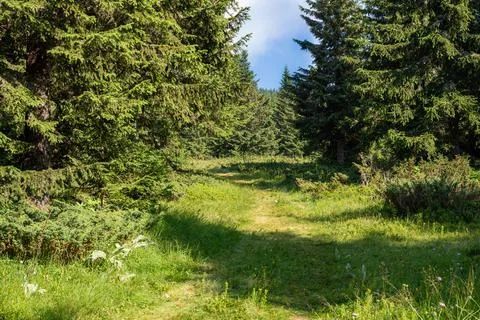 Path through coniferous forest Stock Photos