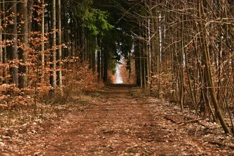 A path through the coniferous spruce forest Stock Photos