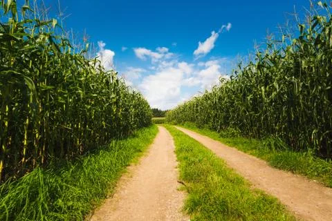 Path through Corn maize field against blue sky in summer. Stock Photos
