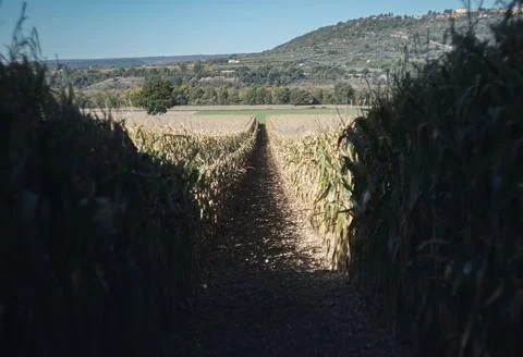 A path through a cornfield with hills in the background Stock Photos