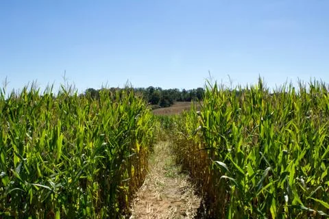 Path Through a Cornfield Stock Photos