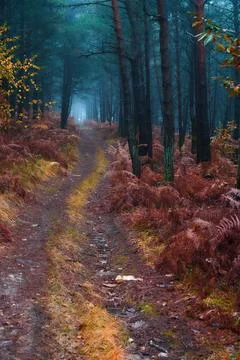 Path Through the Crimson Pines Foto stock