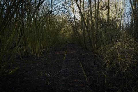 Path through a dark foreboding archway of trees. Stock Photos
