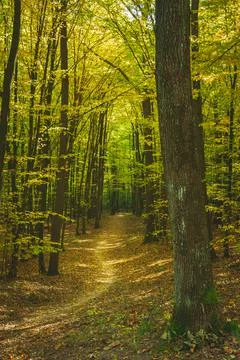 A path through a dark forest, fallen leaves on an autumn sunny day Stock Photos