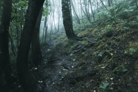 A path through a dark misty forest Stock Photos