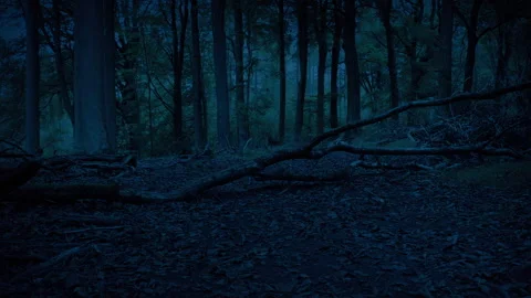 Path Through Dark Woods With Fallen Tree Stock Footage 333915868