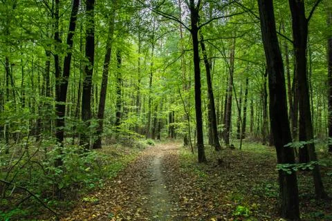 Path through deciduous forest and fallen leaves Stock Photos