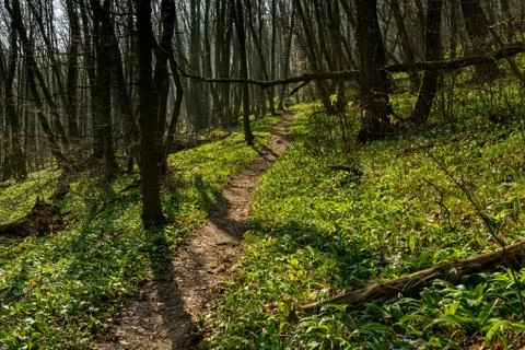 Path through a deciduous forest in early spring Stock Photos